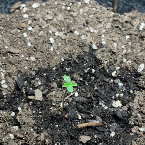 Turtle Toez #2 growlog timeline photo
