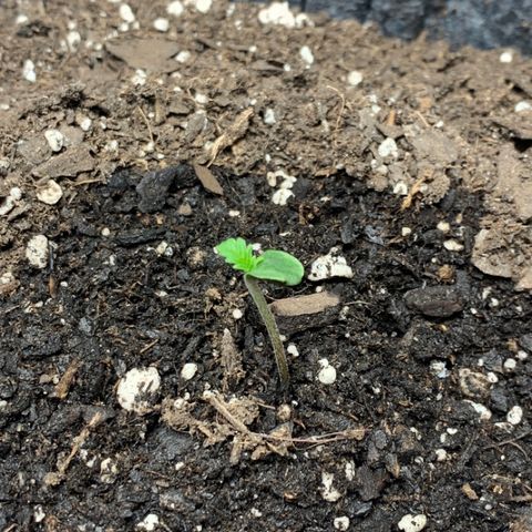 Turtle Toez #2 growlog timeline photo