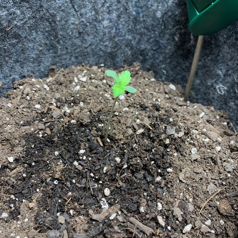 Turtle Toez #1 growlog timeline photo