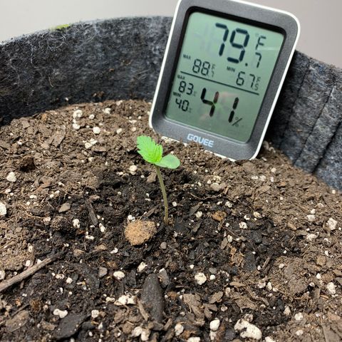 Turtle Toez #2 growlog timeline photo