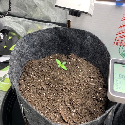 Turtle Toez #1 growlog timeline photo
