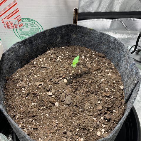 Turtle Toez #2 growlog timeline photo