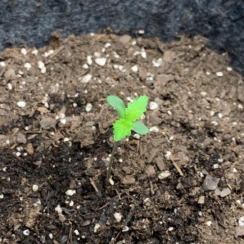Turtle Toez #1 growlog timeline photo