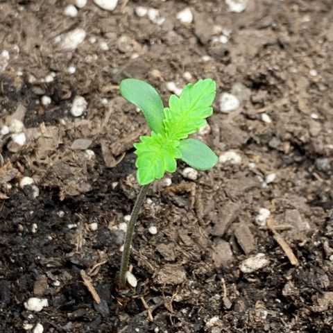 Turtle Toez #1 growlog timeline photo