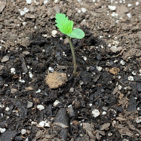 Turtle Toez #2 growlog timeline photo