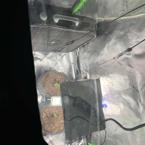 Turtle Toez #2 growlog timeline photo