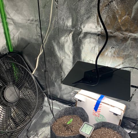 Turtle Toez #2 growlog photo: 8:30pm