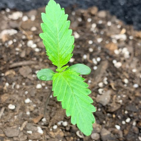 Turtle Toez #1 growlog timeline photo