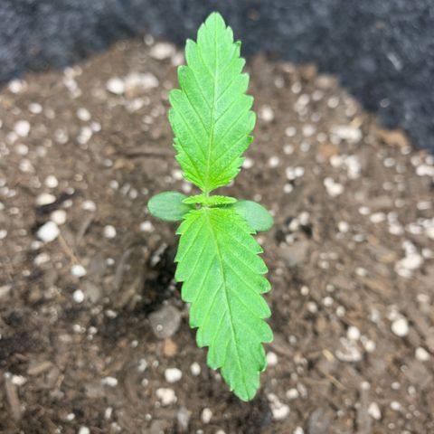 Turtle Toez #1 growlog timeline photo