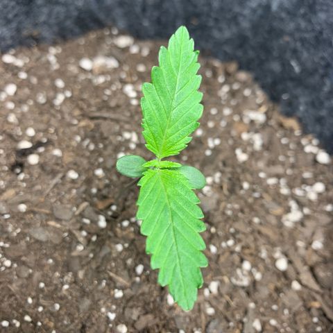 Turtle Toez #1 growlog timeline photo