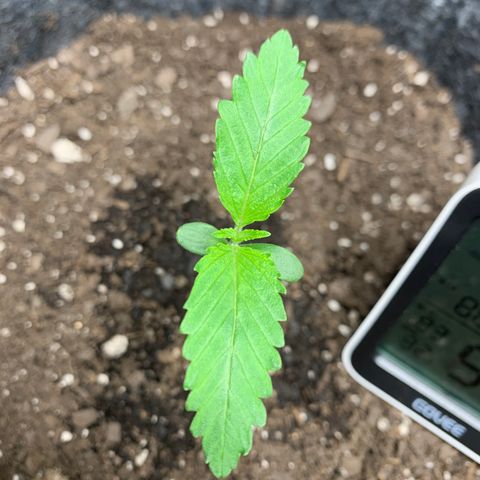 Turtle Toez #1 growlog photo: 12h difference in 2nd node growth
