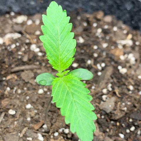 Turtle Toez #1 growlog photo: 12h difference in 2nd node growth