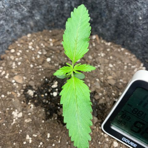 Turtle Toez #1 growlog photo: 12:30pm