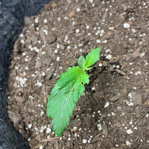 Turtle Toez #2 growlog photo: 12:30pm