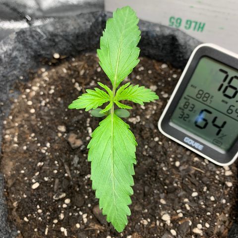 Turtle Toez #1 growlog timeline photo
