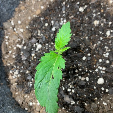 Turtle Toez #2 growlog timeline photo