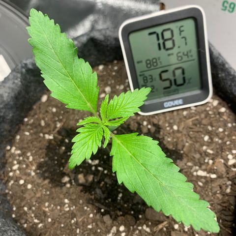 Turtle Toez #1 growlog photo: 8pm