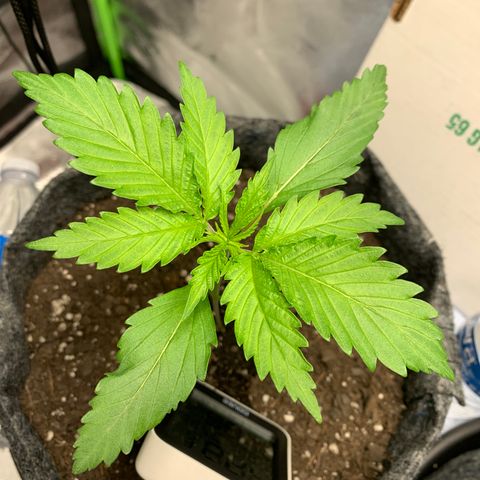 Turtle Toez #1 growlog timeline photo