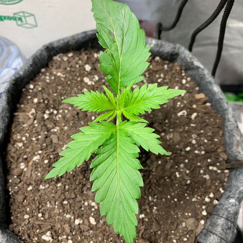 Turtle Toez #2 growlog timeline photo