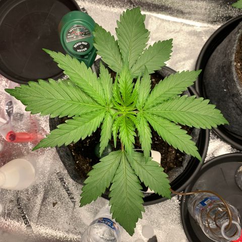 Turtle Toez #1 growlog timeline photo