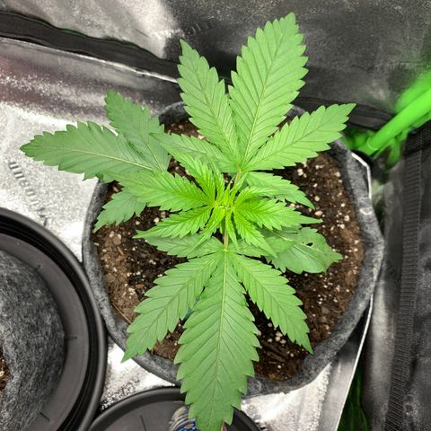 Turtle Toez #2 growlog timeline photo