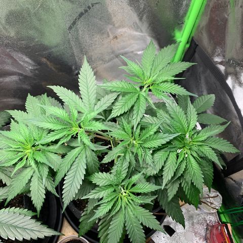 Turtle Toez #2 growlog photo: 12pm