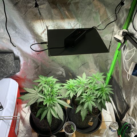 Turtle Toez #2 growlog photo: 12pm