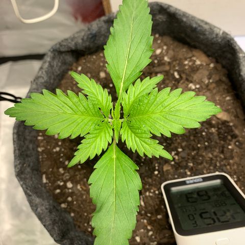 Turtle Toez #1 growlog timeline photo