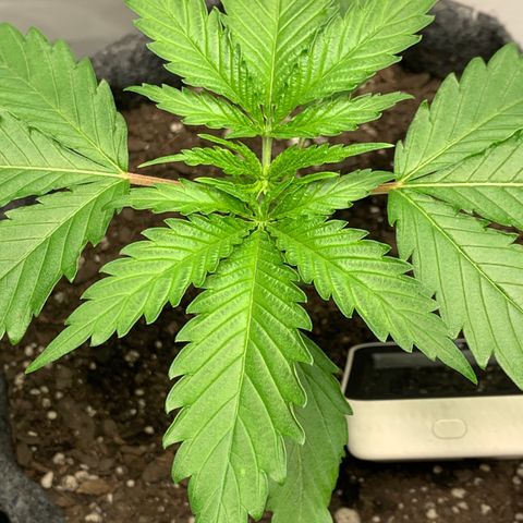 Turtle Toez #1 growlog timeline photo