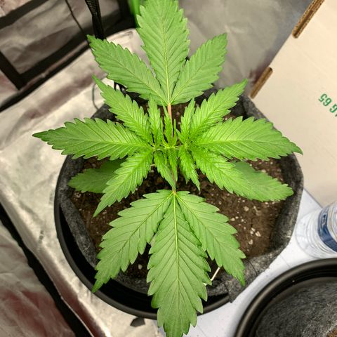 Turtle Toez #1 growlog timeline photo