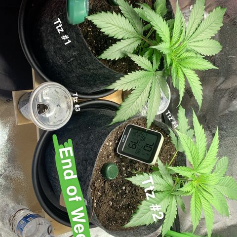 Turtle Toez #2 growlog timeline photo