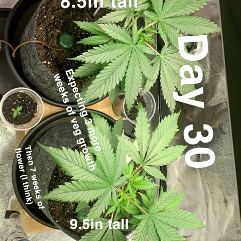 Turtle Toez #2 growlog timeline photo