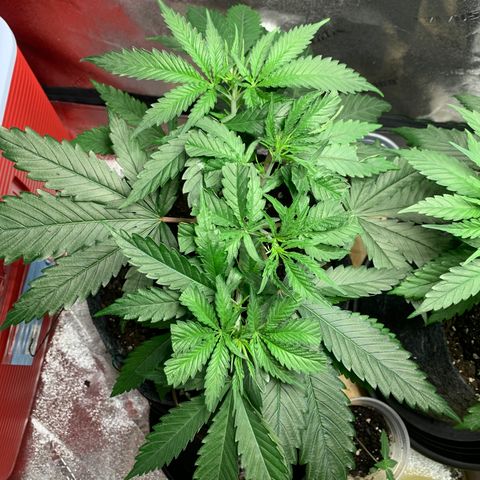 Turtle Toez #2 growlog timeline photo