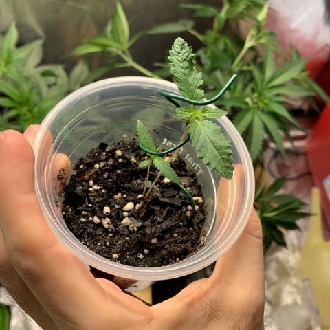 Turtle Toez #2 growlog timeline photo
