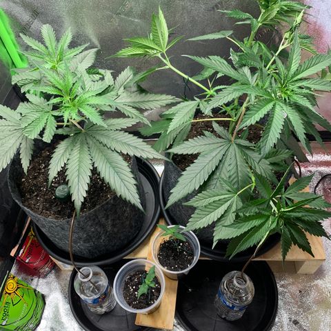 Turtle Toez #2 growlog timeline photo
