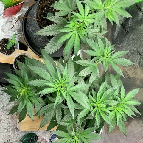 Turtle Toez #2 growlog timeline photo