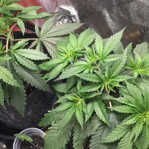 Turtle Toez #2 growlog timeline photo