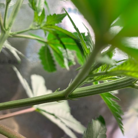 Turtle Toez #2 growlog timeline photo