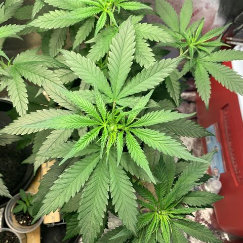 Turtle Toez #2 growlog timeline photo