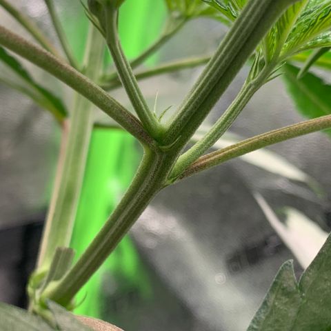Turtle Toez #2 growlog timeline photo