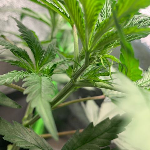 Turtle Toez #2 growlog timeline photo
