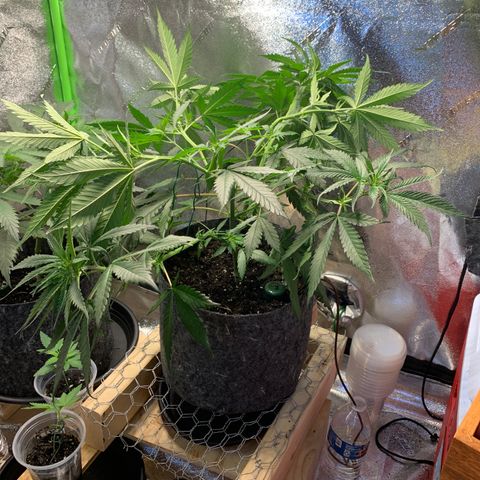 Turtle Toez #2 growlog timeline photo