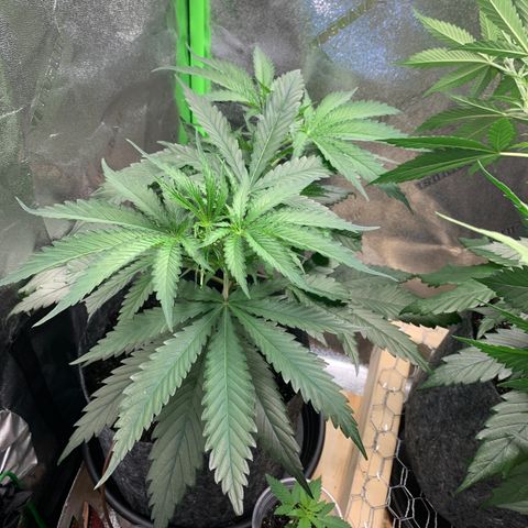 Turtle Toez #1 growlog timeline photo