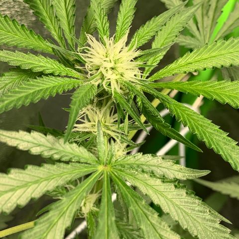 Turtle Toez #1 growlog timeline photo
