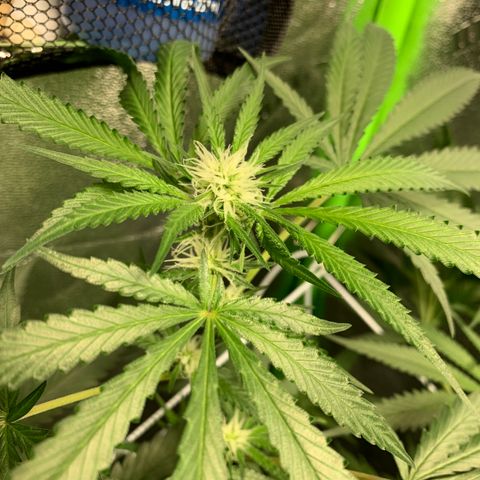 Turtle Toez #1 growlog timeline photo