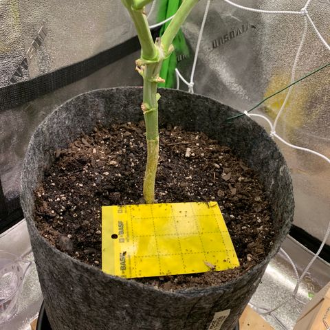 Turtle Toez #1 growlog timeline photo