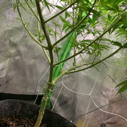Turtle Toez #1 growlog timeline photo