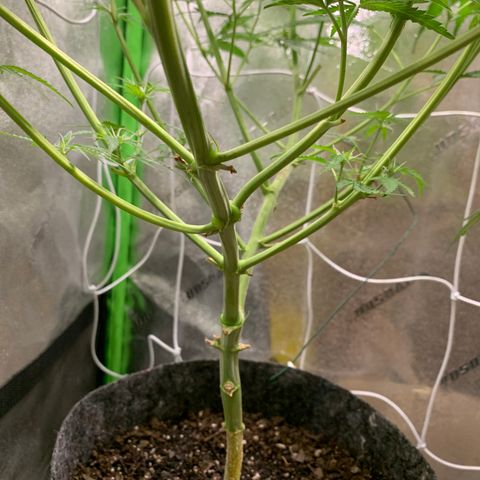 Turtle Toez #1 growlog timeline photo