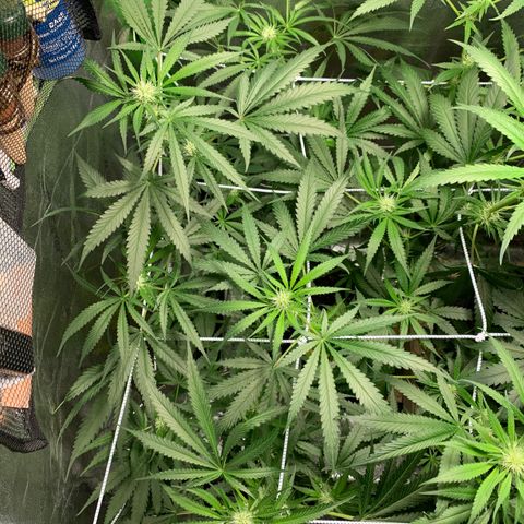 Turtle Toez #1 growlog timeline photo