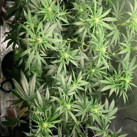 Turtle Toez #2 growlog timeline photo